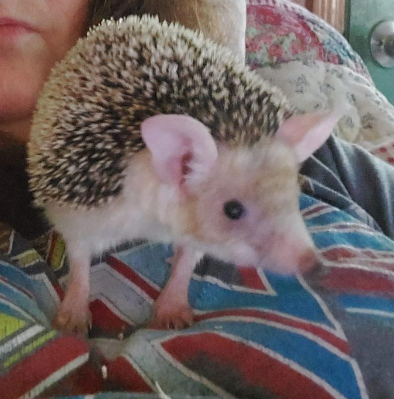 More Superworms Please