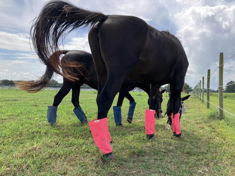 Shoo fly clearance horse fly boots