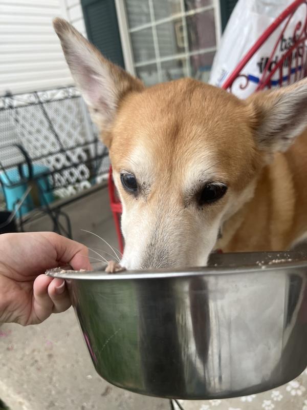 A dog happily and eagerly eats from a silver bowl.