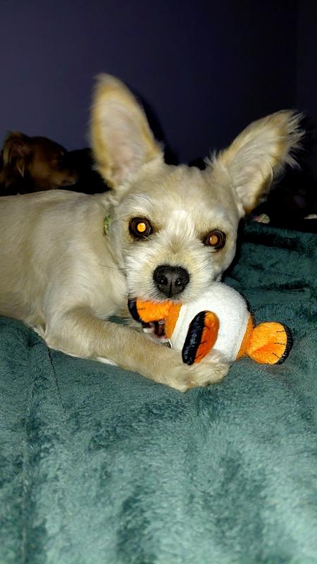 Rudy playing with his fishy ball