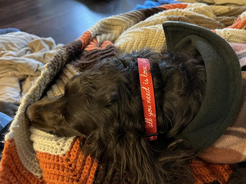 It looks great on my dog!