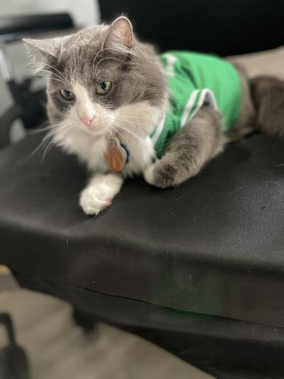 Boston Celtics Dog Jersey