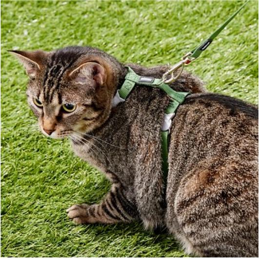 Cat shop harness chewy