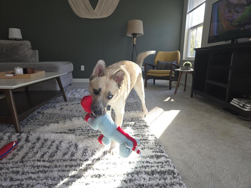 Happily playing fetch with his unicorn