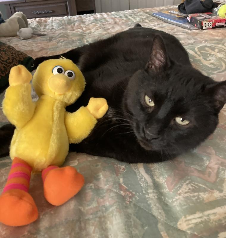 Age 12 & Still plays with toys.  He’s a good boy.