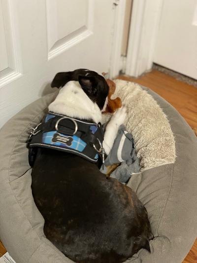 Chewing on an ear