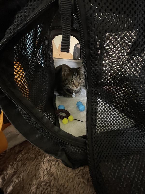 So much space- our smallest cat