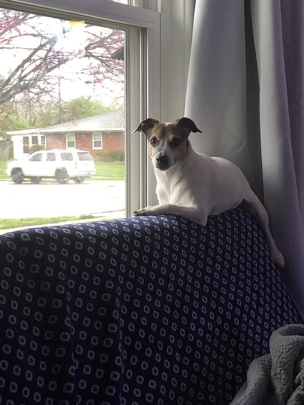 Tillie says Dr. Gary’s has the best kibble :)