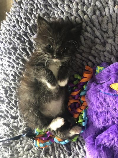 Han Solo/ New kitten