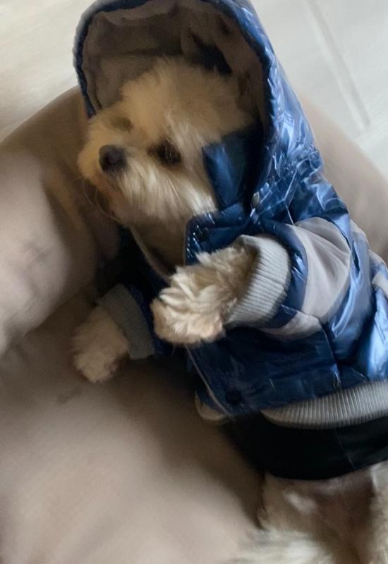 Discontinued PET LIFE Sporty Vintage Aspen Dog Ski Jacket, Blue