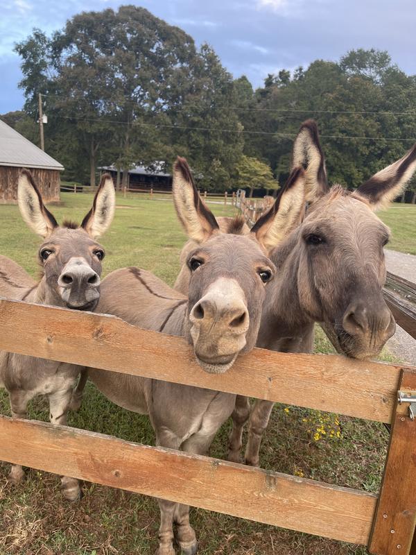 Hey Lady!  Give us more treats!