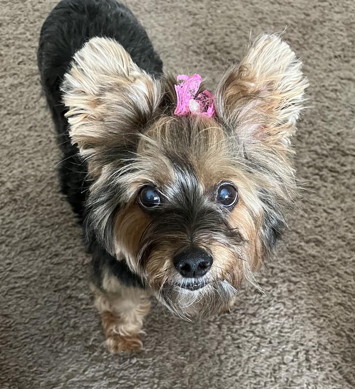 Best shampoo for clearance yorkies