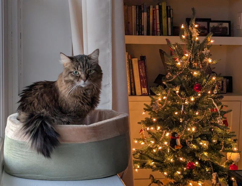 Cozy Christmas greetings