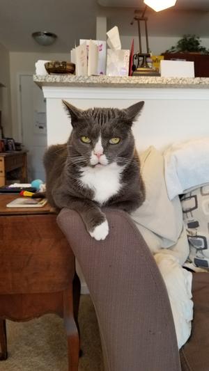 Gracie looking regal