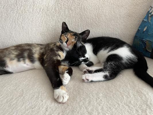 Sparkle and her kitten Scully.