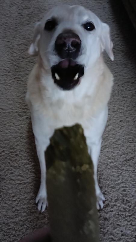 He's letting me know he wants it now!