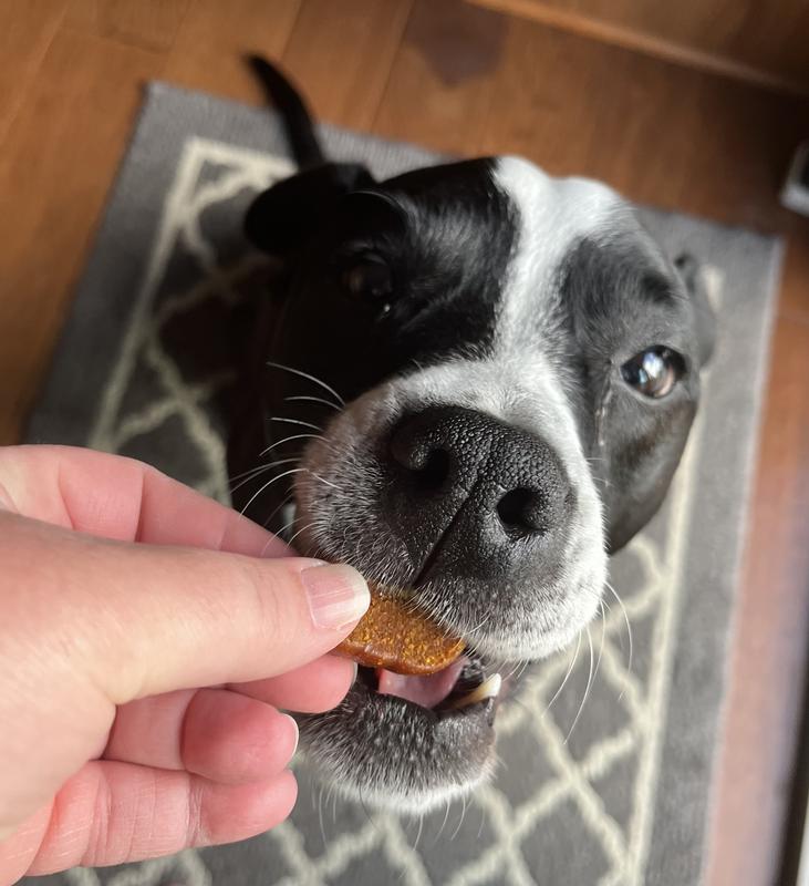 He loves pumpkin