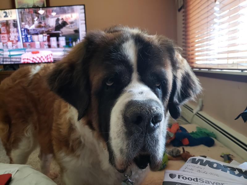Sparty 7 yrs