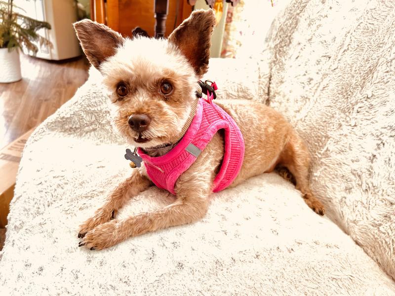 Leisure time in her new halter.