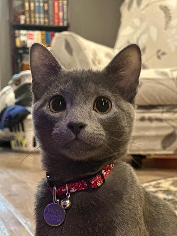 Chipped and now also with an ID tag.  We don't want to take any chances,  even though he is a pure indoor kitty.