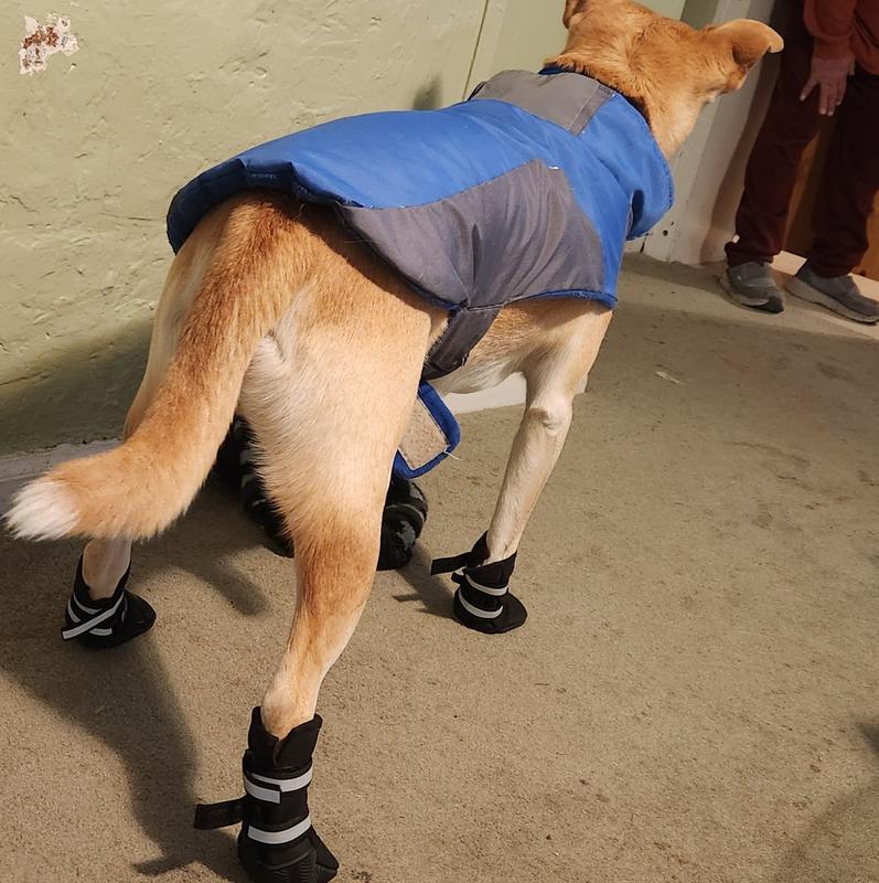 BARK BRITE All Weather Reflective Neoprene Dog Boots, 4 count, XLarge