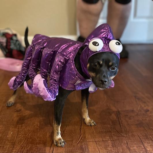 Product Reviews for FRISCO Octopus Dog & Cat Costume