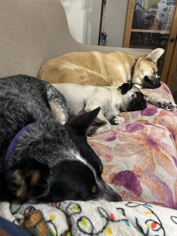 Bear & Lovey & JOJO taking a nap