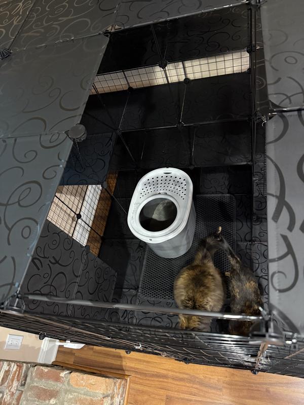 After the husky cat added a skylight