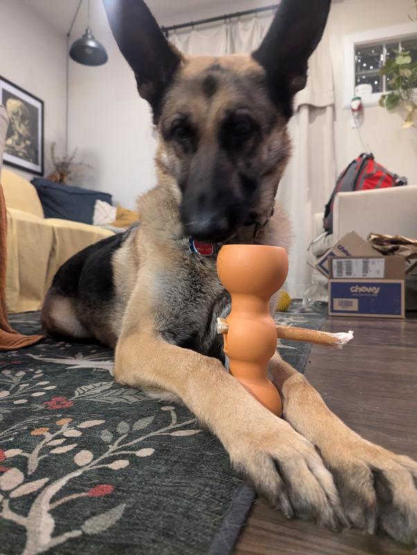 Here's Fred showing you one of the multiple different ways this toy could be held during a chew sesh!