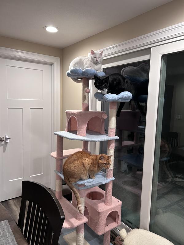 Three of our cats enjoying their new tree!