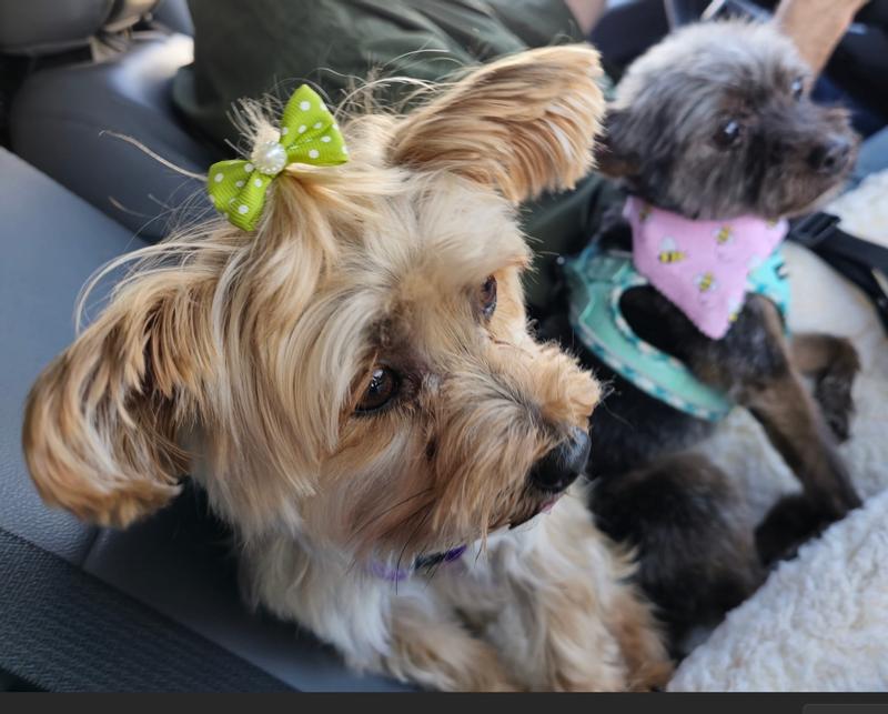 Sophie and Stella after a groom. Pampered pets!
