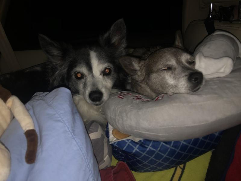 The ladies resting on a car trip!!