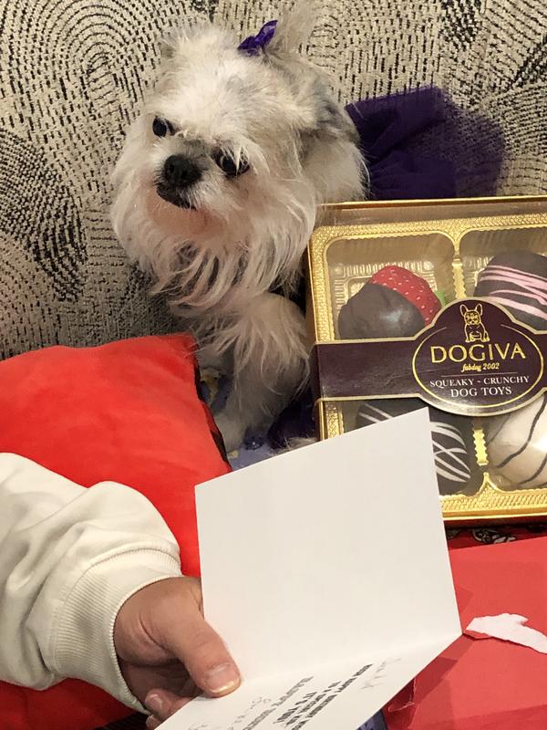 Mint loved her Dogiva gift🐶😁