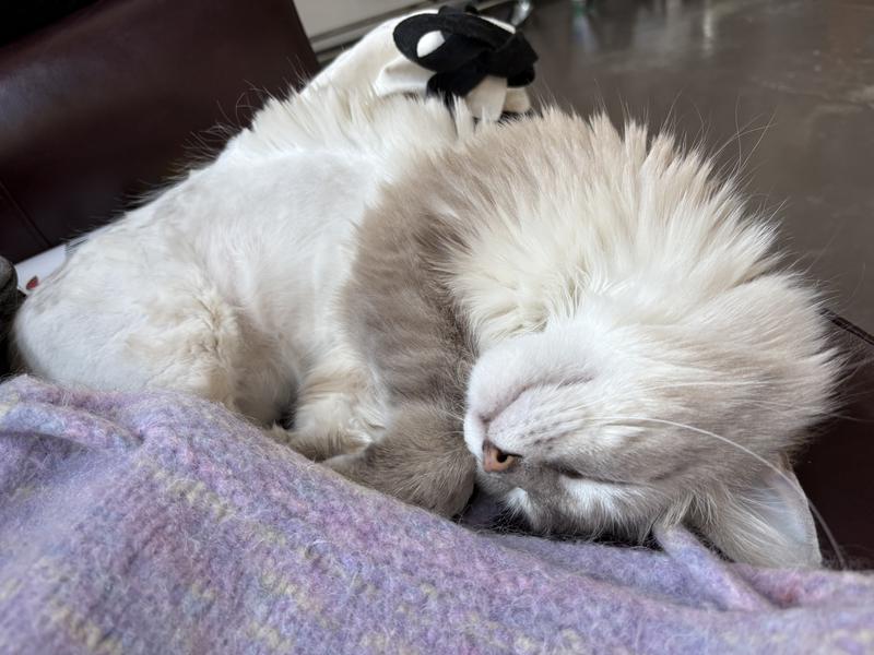 Prince Baby Naps good on a full healthy belly