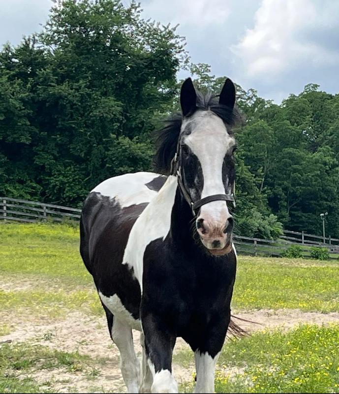 The Blue Mountain Hay High Altitude Orchard Grass Pellet is definitely a quality product, grown and produced with pride.  I appreciate the information on the label and Tuxedo appreciates the yummy meal.