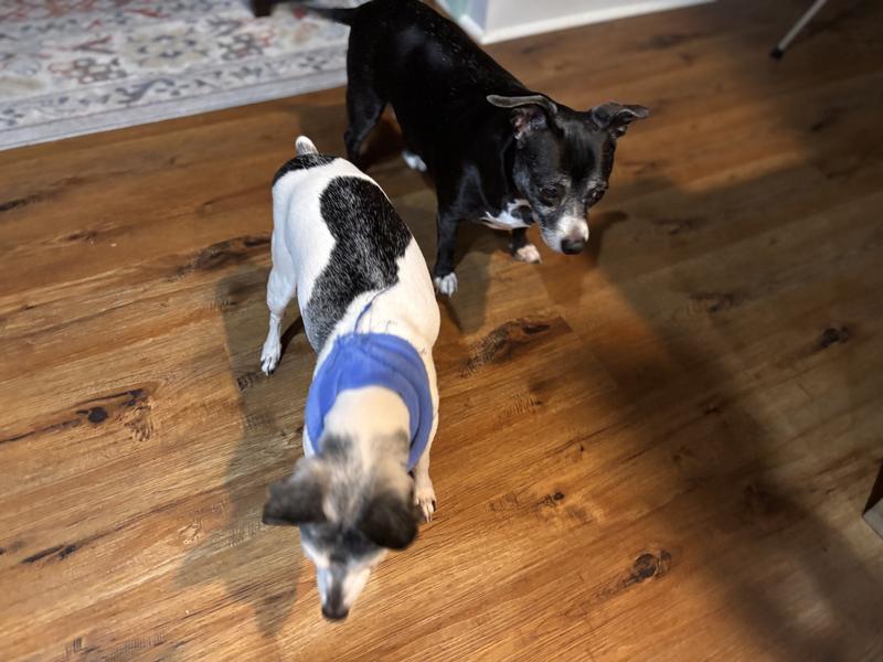 These finicky pups love these supplements! I’ve already seen a decrease in the neck-scratching and paw-chewing.