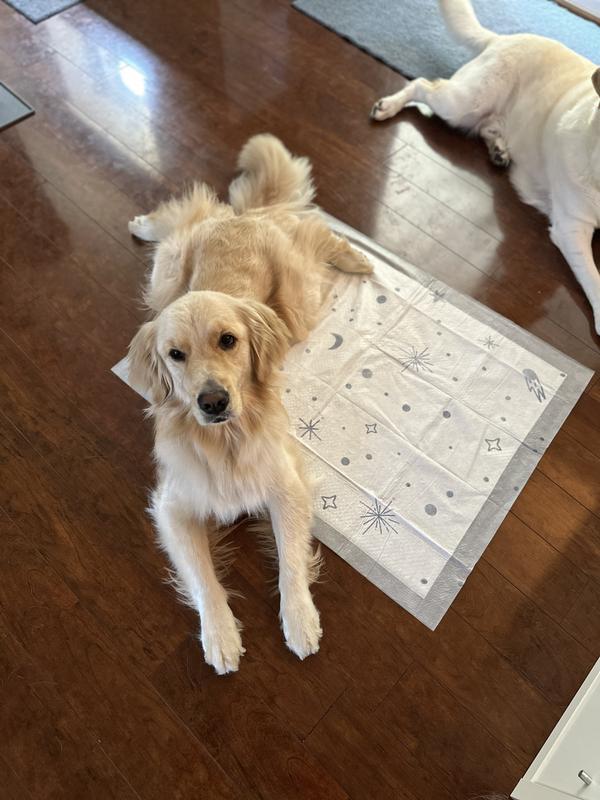 The dogs enjoying the comfort of these pads