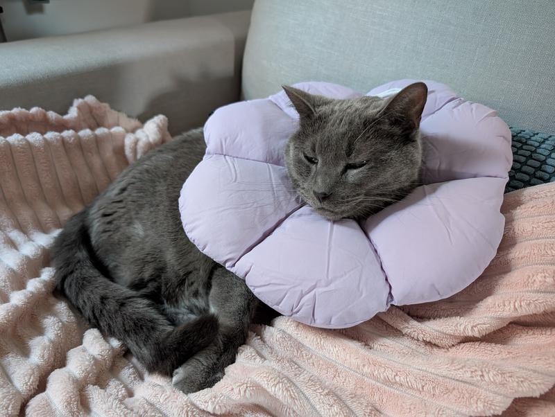 Cute, comfy, and no biting!