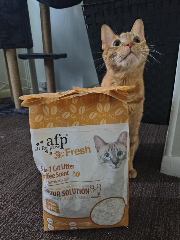 Lloyd with his Coffee scented litter