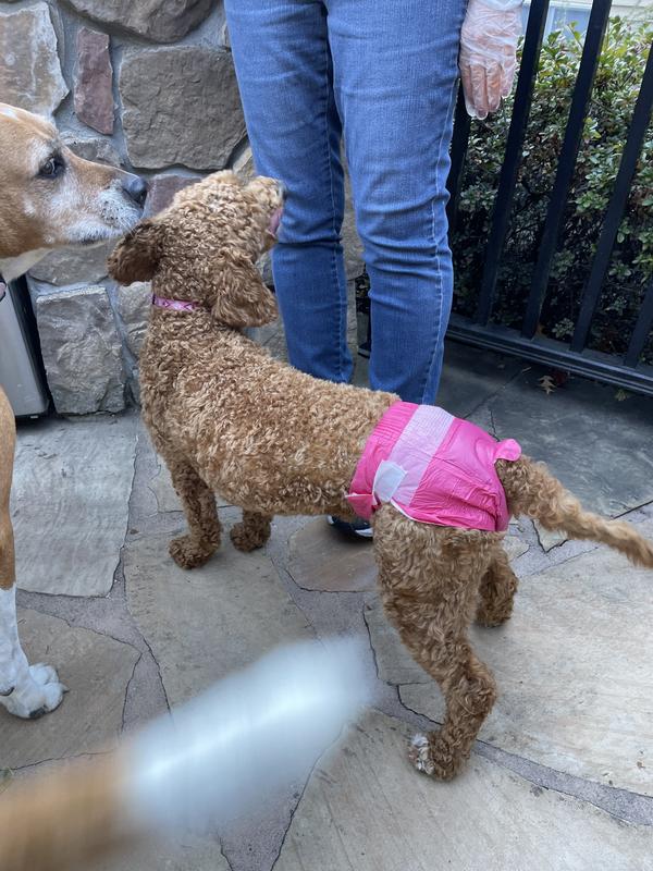 Took the photos outside but will be using inside