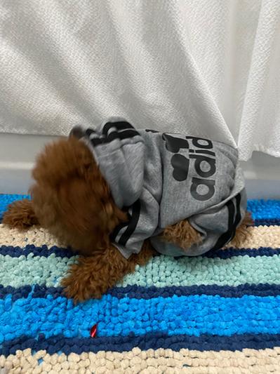 Chewy adidog outlet