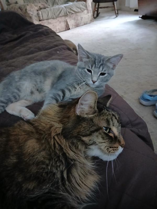 Please give this racer a mate!