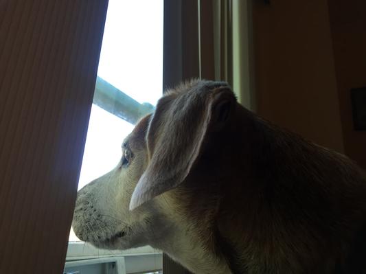 Lenny on the lookout!