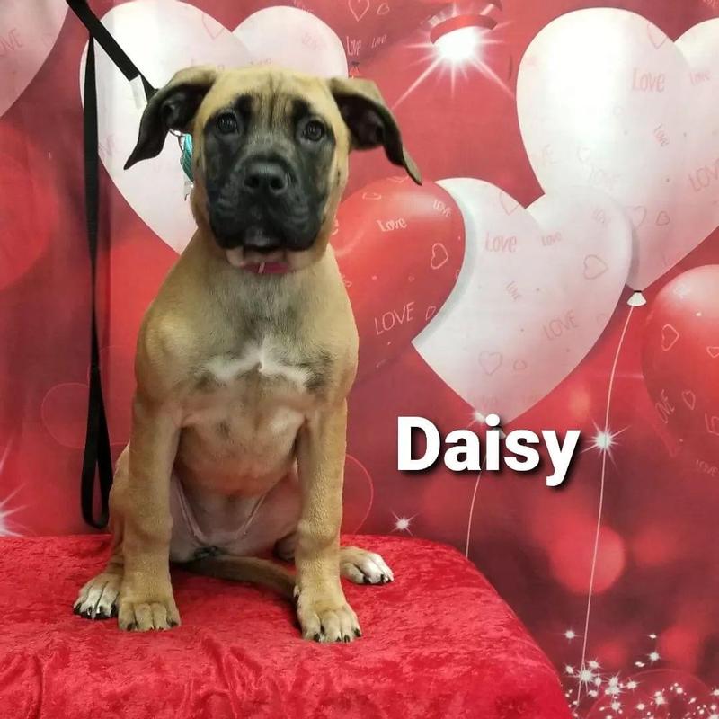 The mastiff that’s potty training.