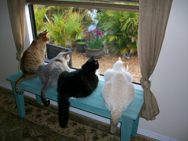 4 cats enjoying life