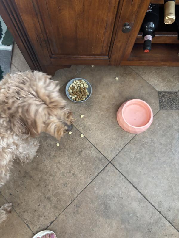 She doesn’t like her new food at all. Picks thru it.