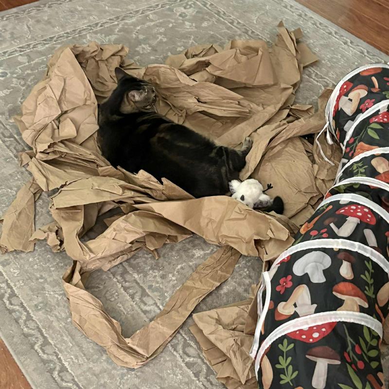 She won't go on the bed, she prefers paper?!