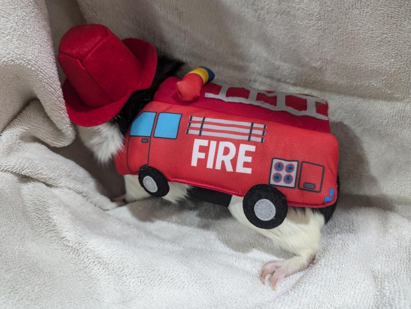 She was hiding here, but look at the cuteness!