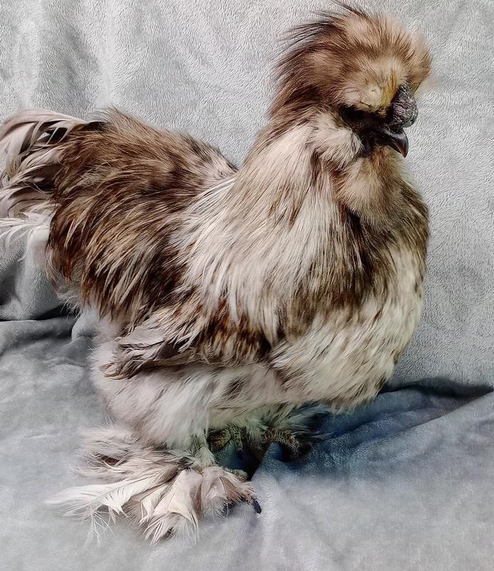 Silkie Mix Rooster