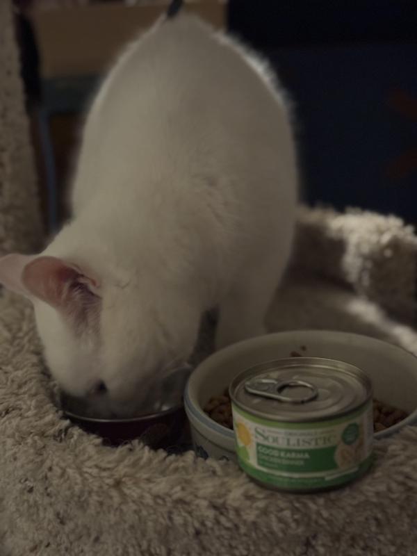 Luna licking the bowl clean.
